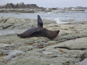 Seerobbe in Kaikoura