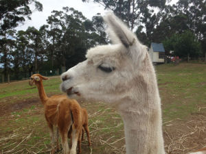 Alpacas