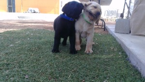 Puppis