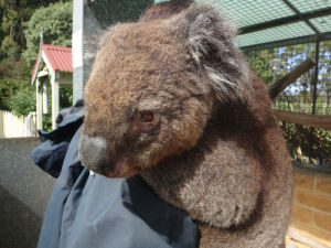 Koala auf der Animalfarm