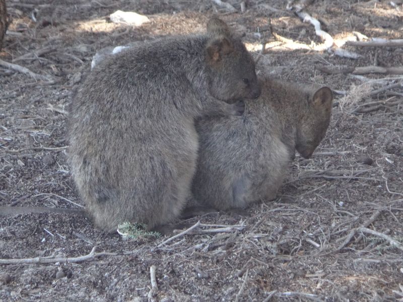 Quokkas