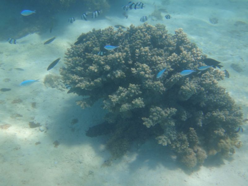 Tuorquoise Bay Koralla