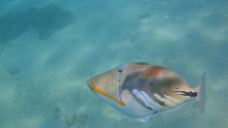 Torquoise Bay White-barred Triggerfish