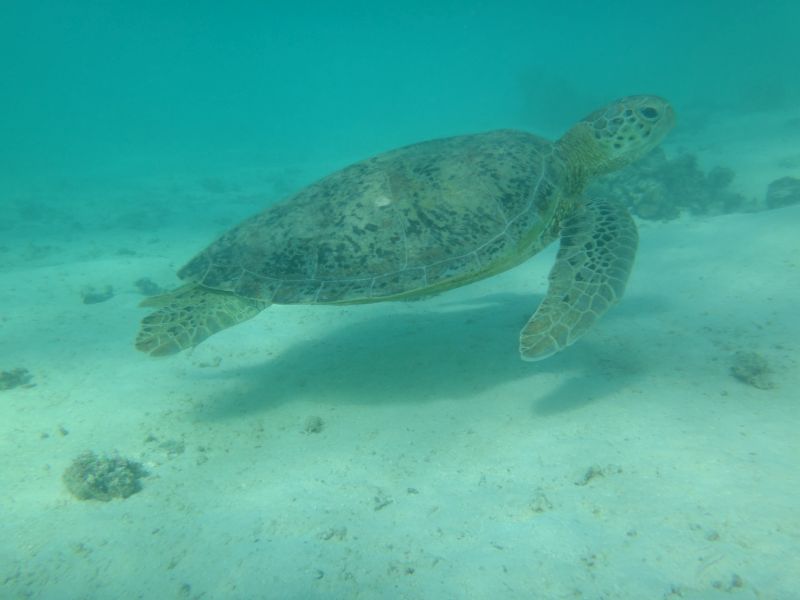  Torquoise Bay Green Turtle