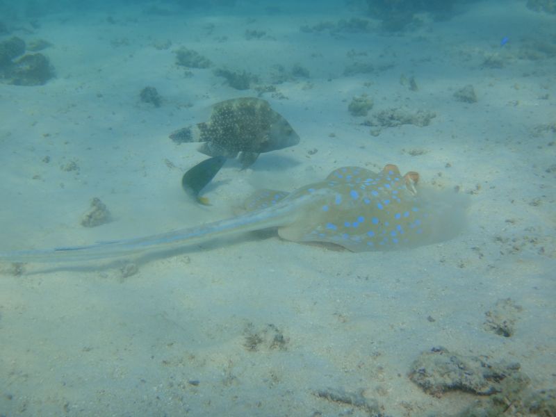 Torquoise Bay Blue-spotted fantail Ray