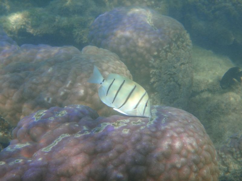 Torquoise Bay Fisch