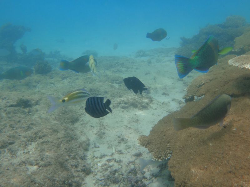 Pilgramunna noch mehr Fische