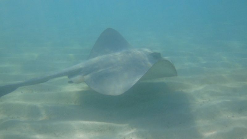 Pilgramunna Stingray