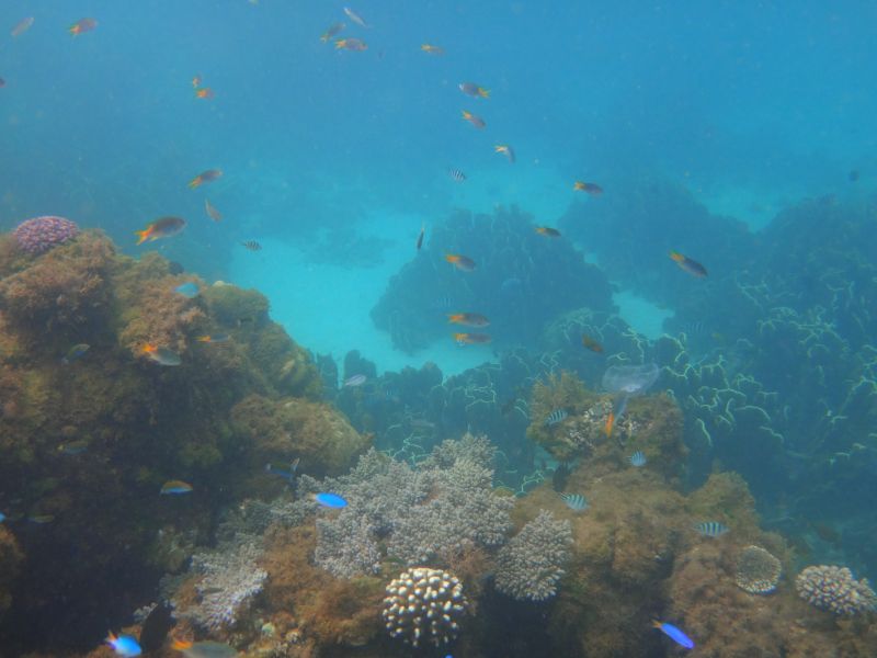 Pilgramunna Fische