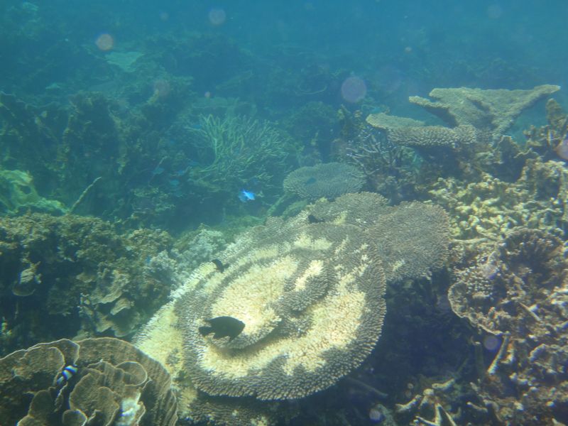 Coral Bay