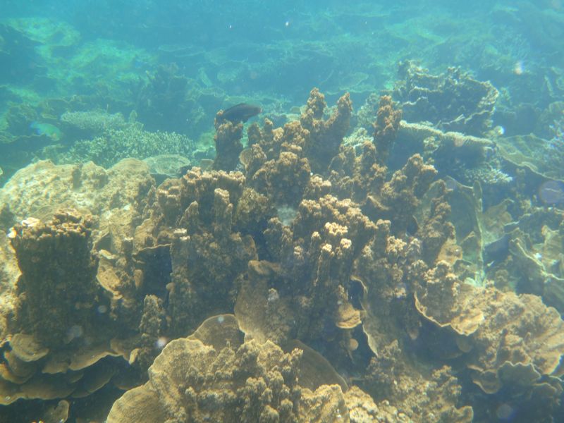 Coral Bay