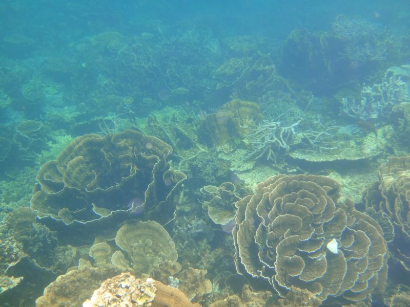 Coral Bay