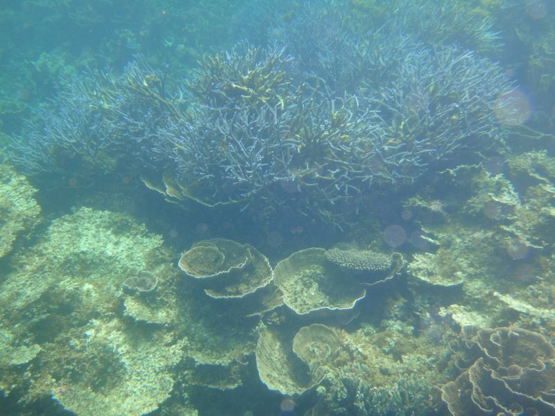 Coral Bay