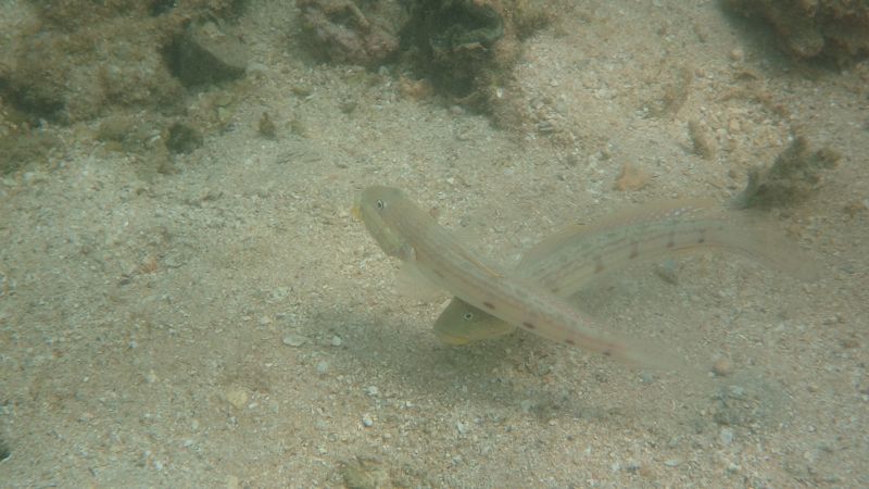 Quobba Point (Aquarium)