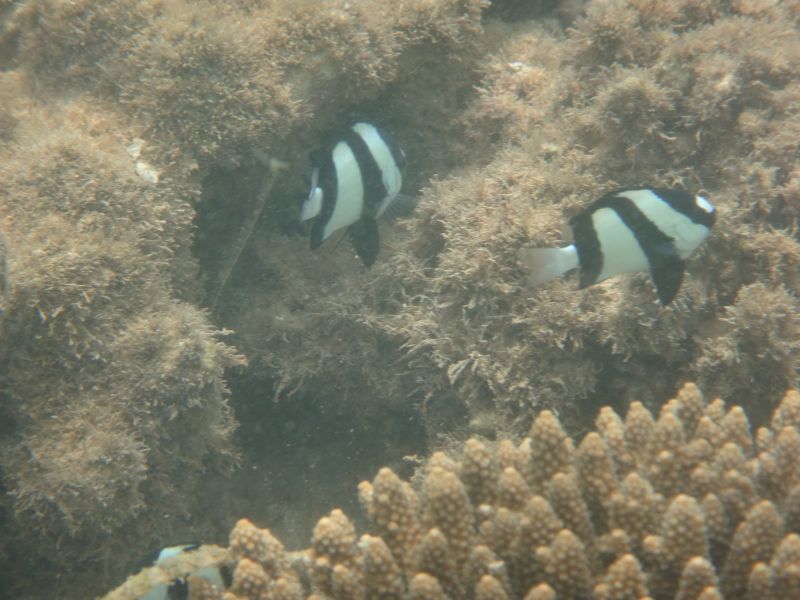 Quobba Point (Aquarium)