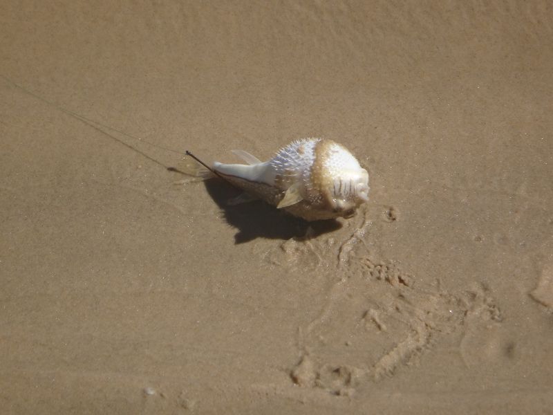 Ein Kugelfisch