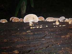 Pilze