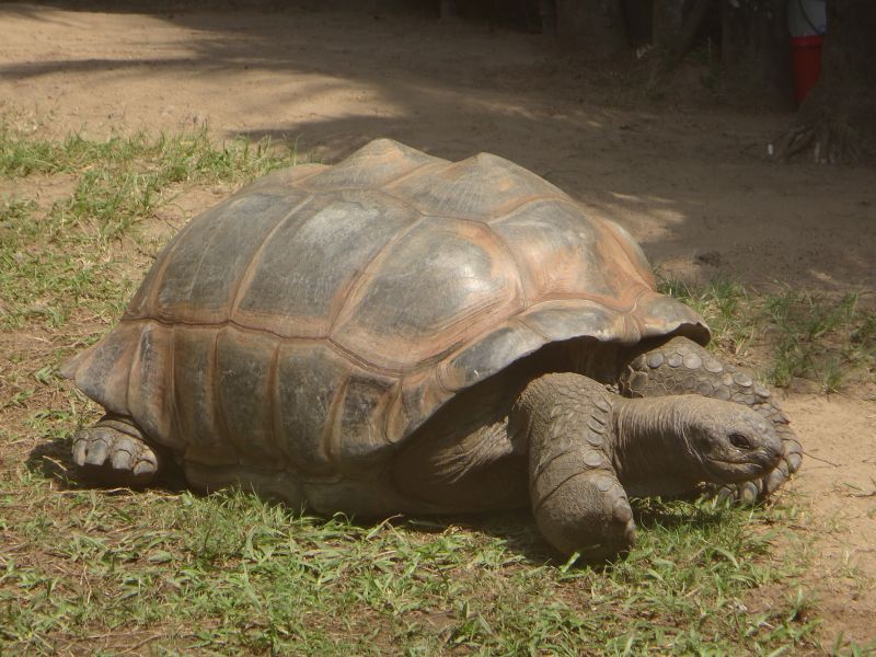 Riesenschildkröte