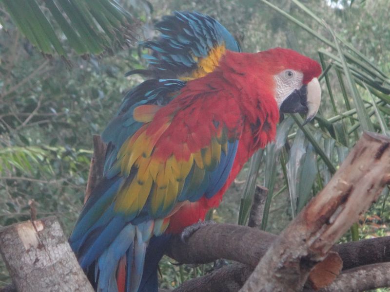 Papageien