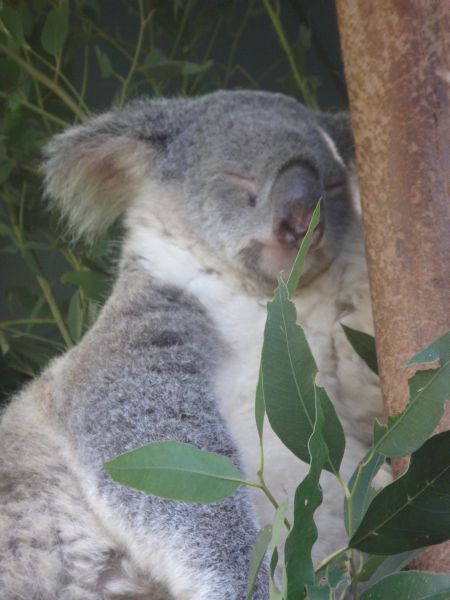 Koala