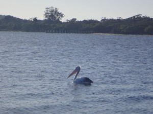 Pelikan in Metung