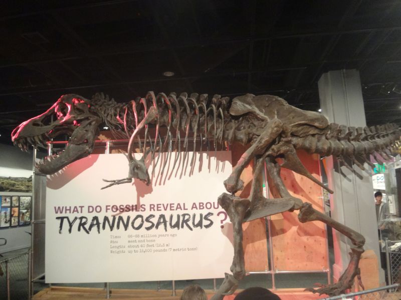 Unser alter Freund T-Rex
