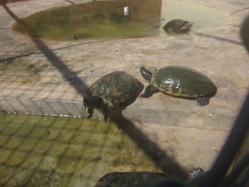 Schnappschildkröten  